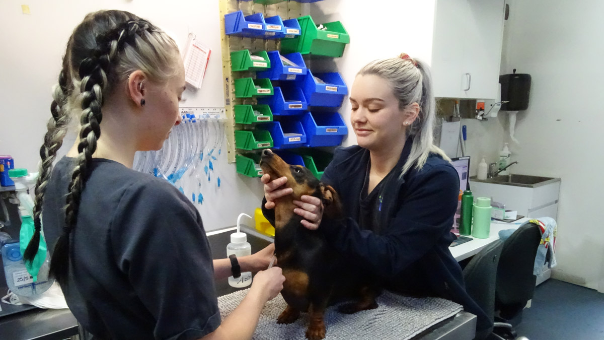 Annandale Animal Hospital - Nurse Consults