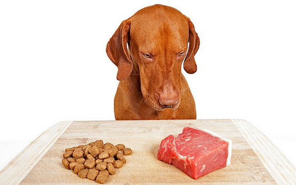 Does feeding your dog raw meat 2024 make it mean