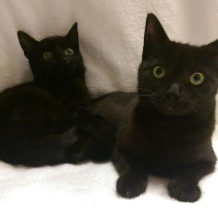 black kittens for adoption