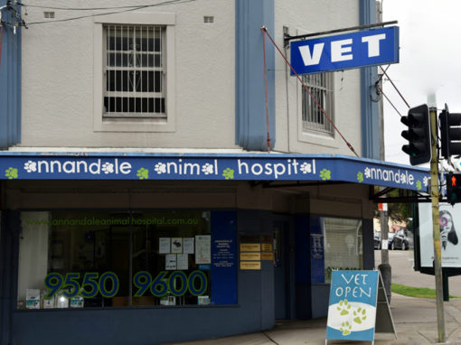 Contact Us - Annandale Animal Hospital