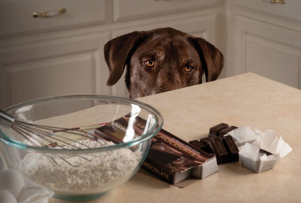 Image result for chocolate dog