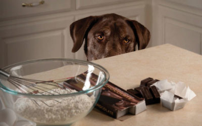 Chocolate toxicity in dogs