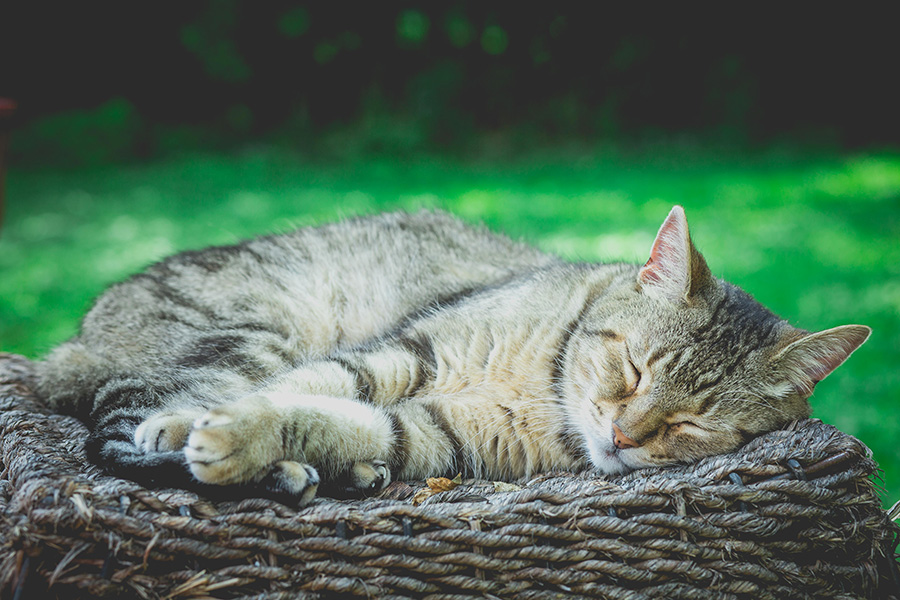 Renal failure in cats