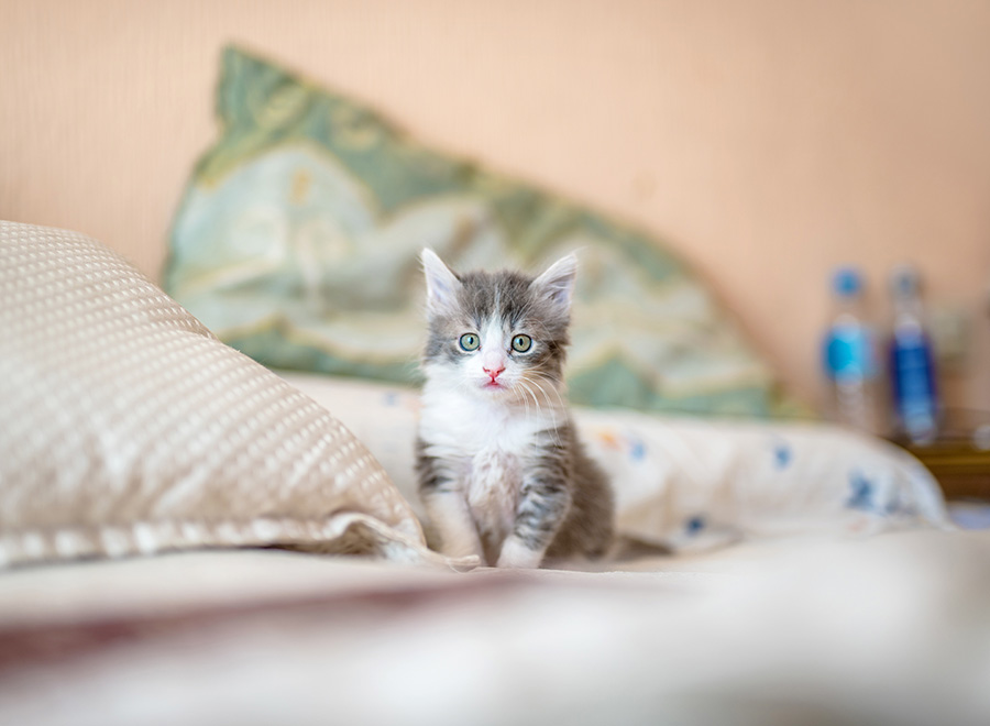 Caring for your new kitten