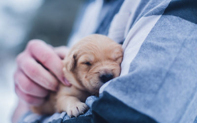 Caring for your new puppy