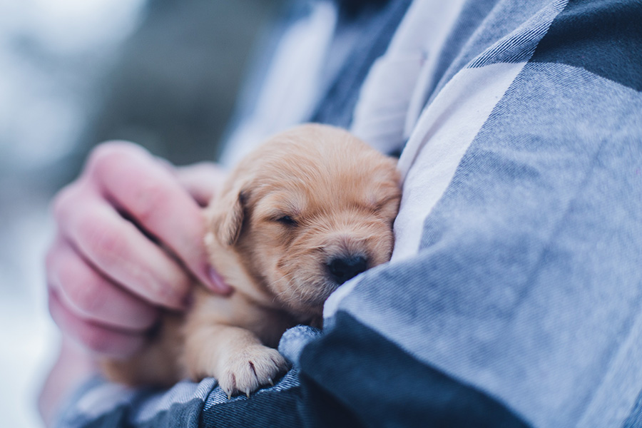 Caring for your new puppy